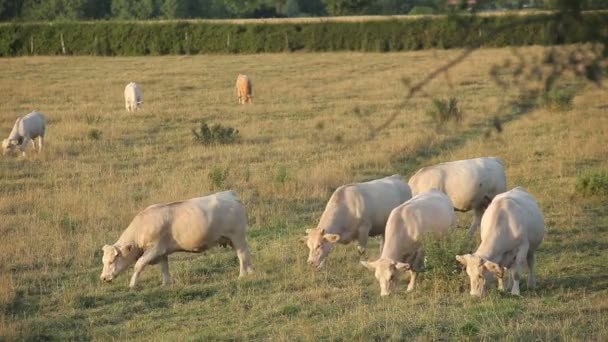 Beslag van koeien grazen in een weide — Stockvideo