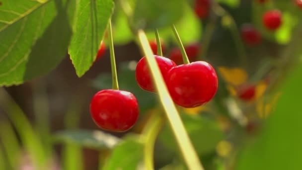 Cerises mûres sur une branche — Video