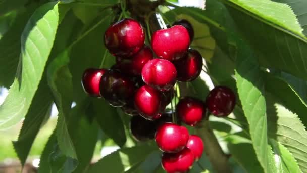 Спелые вишни на ветке — стоковое видео