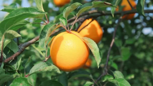 Спелый апельсин на ветке апельсинового дерева — стоковое видео