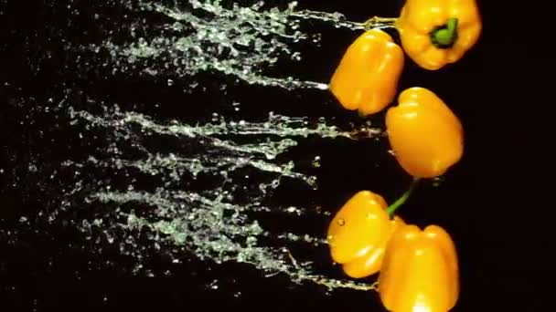 Mouche de paprika avec des éclaboussures d'eau — Video
