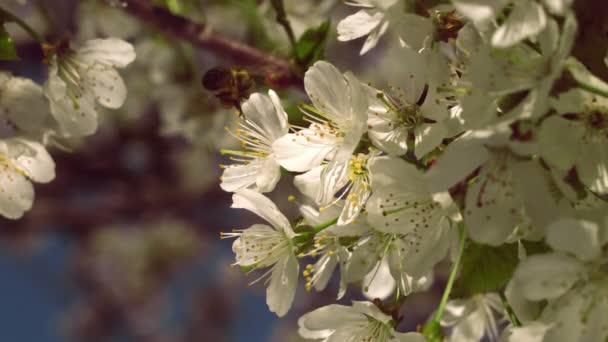 Abelha na cereja florescente — Vídeo de Stock
