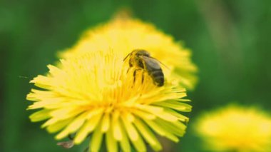 Arı sinek karahindiba üzerinden