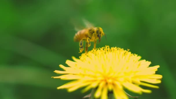 Pszczoła zbiera pyłek z mniszka lekarskiego — Wideo stockowe