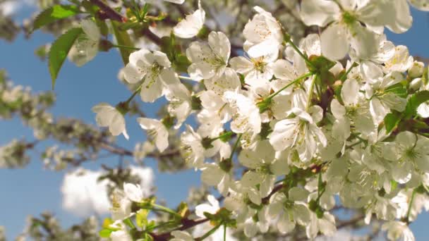 Blumen des Kirschbaums — Stockvideo