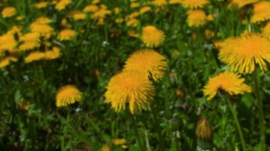 karahindiba çiçek panoramma