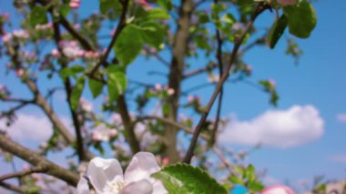 Çiçek açan elma ağacı