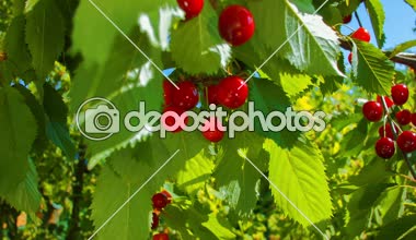 Olgun kiraz ağacından el kendiniyoluyor