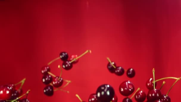 Moscas de cereja voam em um fundo vermelho — Vídeo de Stock