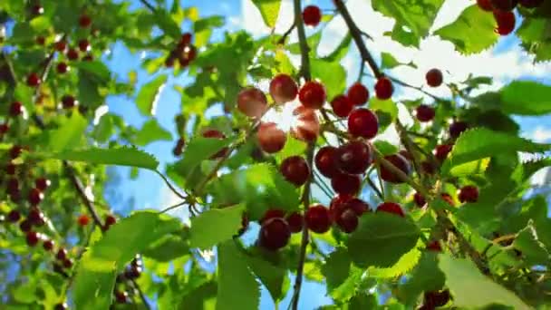 Rayo de sol que brilla a través de una rama de cerezas maduras — Vídeos de Stock