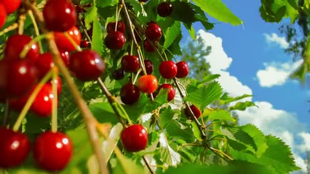 Rama de cerezas maduras sobre un fondo de cielo azul — Vídeos de Stock