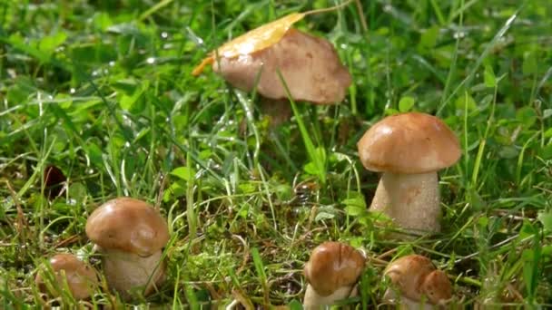 Close up of a summer rain dropping on the small beautiful mushrooms — Stock Video