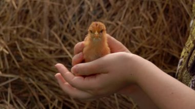 Küçük civciv samanlıkların arka planında dişi bir çiftçinin ellerinde oturuyor.