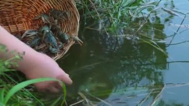 El bir sepetten canlı kerevit alıp suya atıyor.