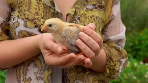 Malé kuřátko sedí na rukou farmáře na pozadí zeleně — Stock video