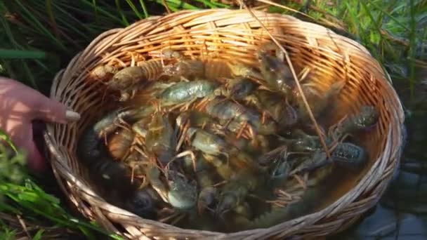 Hand nimmt Weidenkorb voller lebender Krebse vom Ufer des Sees — Stockvideo