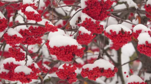 Яскраві ягоди червоної лози на гілках покриті першим білим снігом — стокове відео