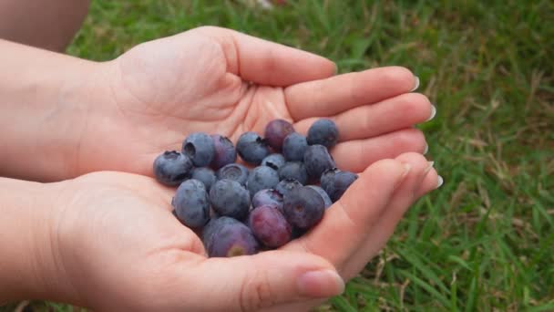 Childs mano está tomando un gran delicioso arándano de las palmas femeninas — Vídeos de Stock