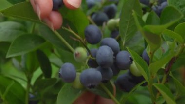 Yeşil çalılıktan büyük yaban mersini toplayan kadın ellerinin yakın çekimi.