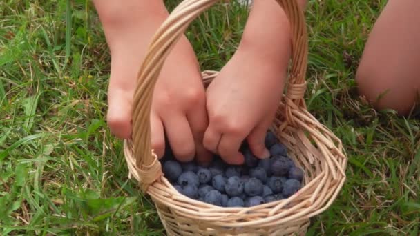 孩子们的手正在从柳条篮里取出美味的大蓝莓 — 图库视频影像