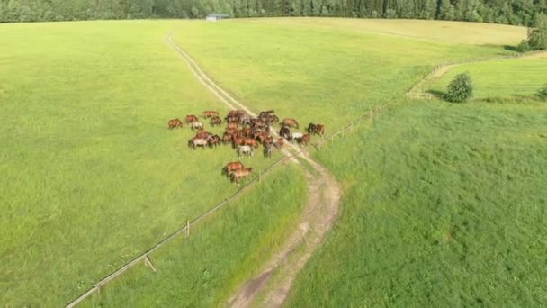 Yeşil bir çayırda otlayan genç at sürüsünün hava manzarası. — Stok video