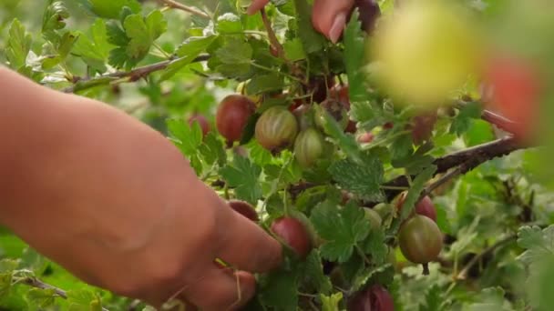 Dişi eller dallardan olgun, sulu, olgun bektaşi üzümlerini topluyor. — Stok video