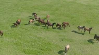 Yeşil bir çayırda otlayan at sürüsünün panoramik görüntüsü.