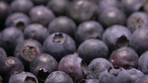 Super close-up of large appetizing blueberries rolling down — Stock Video