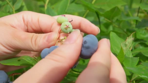 Zbliżenie rąk zbierających jagody z krzaków na zewnątrz w słoneczny dzień — Wideo stockowe
