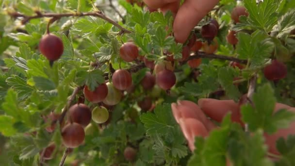 Eller dallardan sulu olgun bektaşi üzümleri topluyor. — Stok video