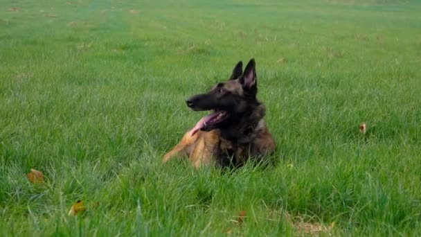 Beautiful Belgian Shepherd Malinois is laying on the green field — Stock Video
