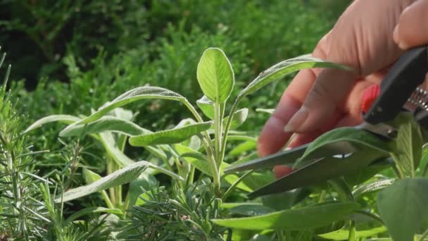 一只雌手的特写镜头，它从灌木丛中取出新鲜的绿色鼠尾草叶子 — 图库视频影像