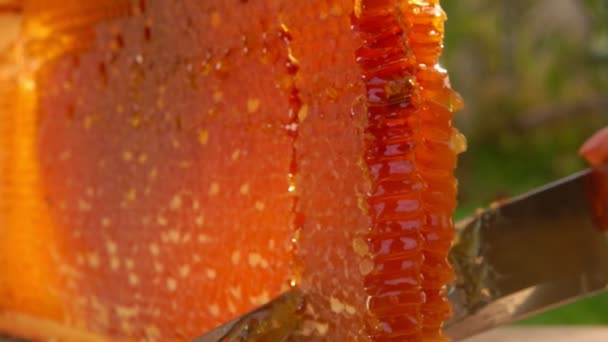 Couteau coupe un grand morceau du nid d'abeille du cadre en bois — Video