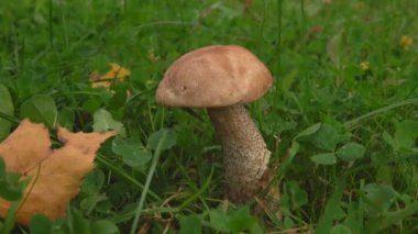 Erkek eller bıçakla taze mantar topluyor.