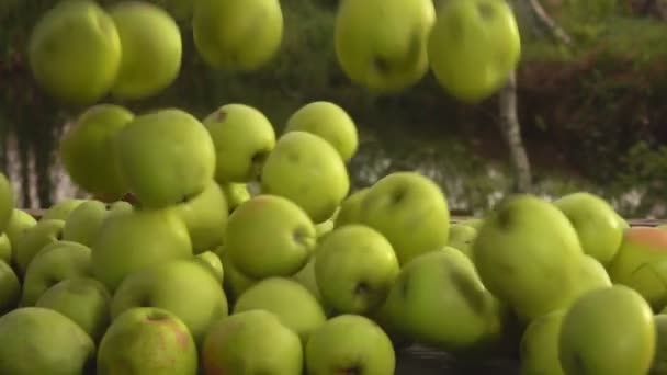 Bir demet olgun, lezzetli yeşil elma dışarı düşüyor. — Stok video