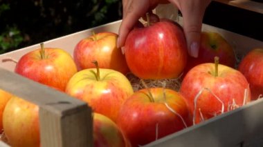 Yakın plan kadın eli bahçedeki kutuya sulu kırmızı bir elma koyuyor.