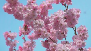 Rüzgâr, güneşli bir bahar gününde kiraz ağaçlarının üzerinden esiyor.