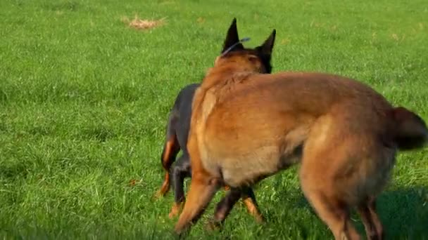 Doberman ve Belçikalı Çoban Malinois yeşil sahada oynuyorlar. — Stok video
