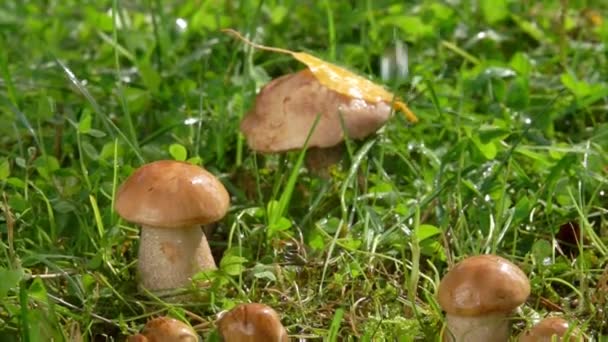 Gros plan sur la faible pluie estivale qui tombe sur les petits champignons — Video