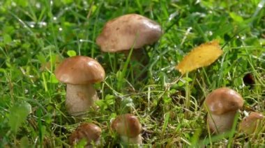 Yaz yağmuru çimenlerde yetişen küçük, güzel mantarların üzerine yağıyor.