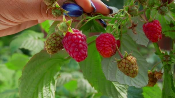 Close up de mãos femininas pegando suculentas deliciosas framboesas do arbusto — Vídeo de Stock