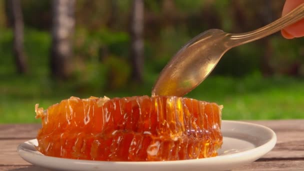 Close-up van de lepel die een stuk van de verse zoete honing in de honingraat neemt — Stockvideo
