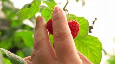 Çalılıktan olgun ahududu toplayan ellere yaklaş.