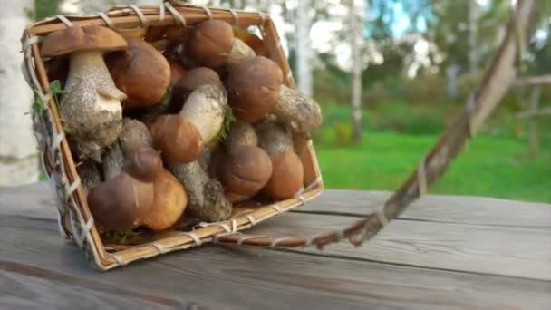 Berkenmand vol vers geplukte paddenstoelen valt op een tafelblad — Stockvideo