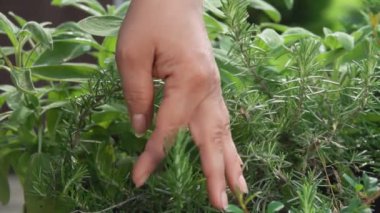 Dişi eller çalılıktan taze yeşil biberiye dalı alıyor.