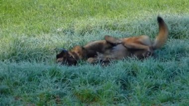 Güzel safkan Belçika çobanı Malinois çimenlerde yuvarlanıyor.
