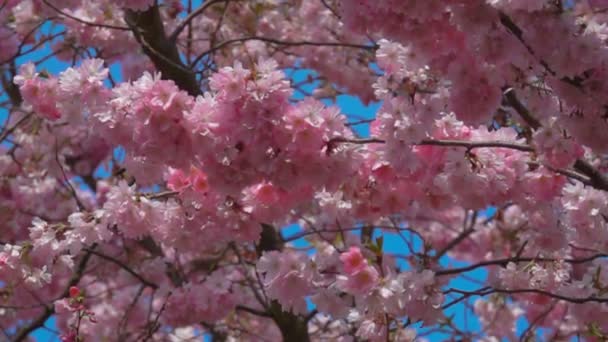 Panorama of cherry tree flowers on a sunny spring day — Stock Video