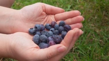 Çocuğa yakın plan, dişilerin avuçlarından olgun bir yaban mersini alıyor.