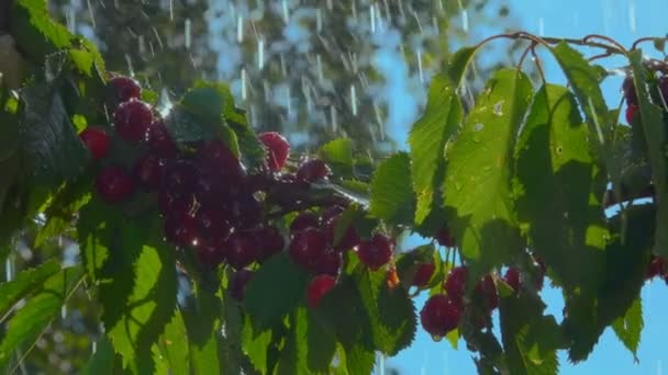 Sommarregn faller på de läckra röda körsbären på trädgrenen — Stockvideo