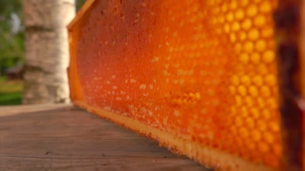 Panorama de close-up dos favos de mel frescos no quadro de madeira — Vídeo de Stock